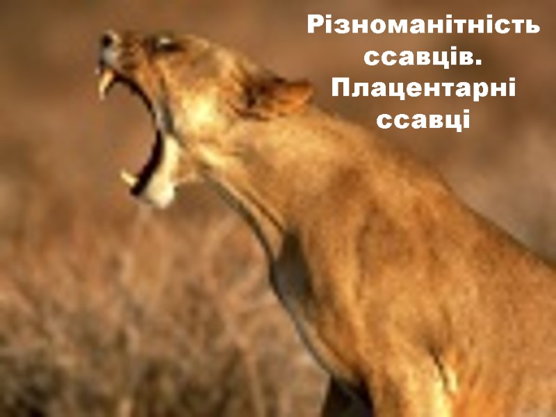 Різноманітність ссавців. Плацентарні ссавці